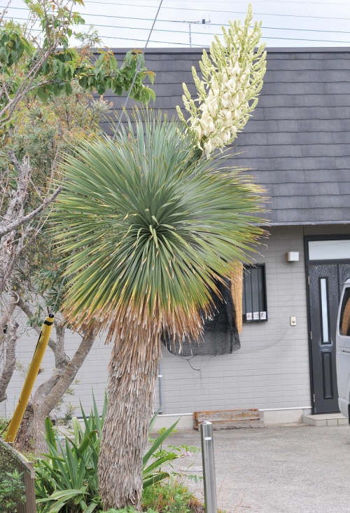 観葉植物 ユッカ ロストラータ4号ポットの詳細画像5