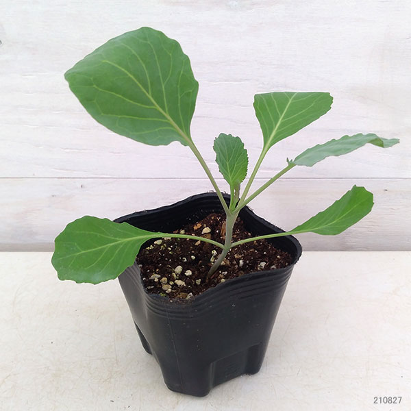野菜の苗 26年8月下旬予約 極甘 スイーツキ...の詳細画像1