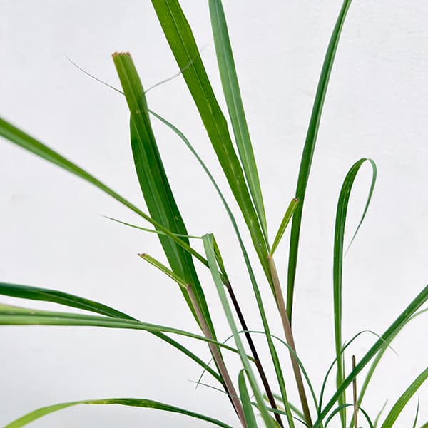 レモングラス 苗（苗） | 花、ガーデニング のおすすめ人気商品一覧