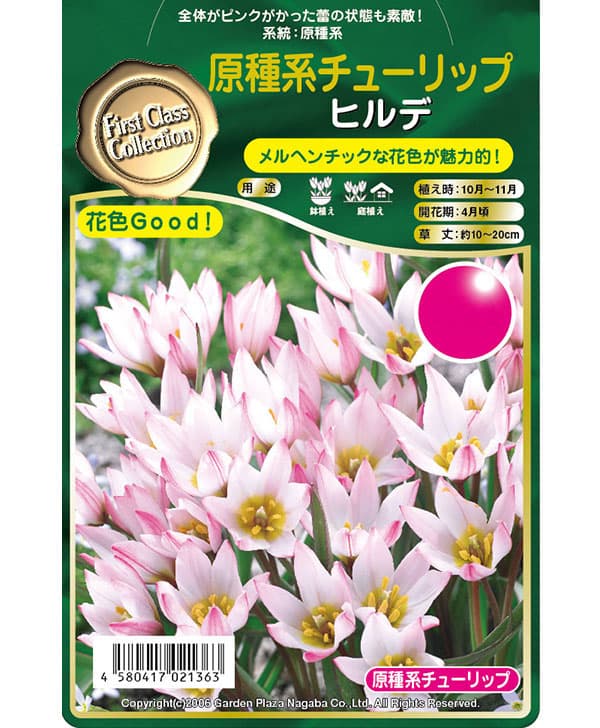 球根 26年9月中下旬予約 チューリップ(原種...の詳細画像2