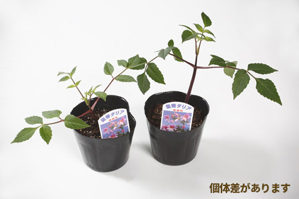草花の苗 皇帝ダリア(コウテイダリア) 3.5...の詳細画像1