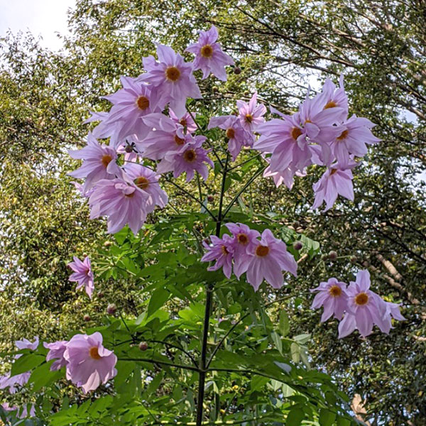草花の苗 皇帝ダリア(コウテイダリア) 3.5...の詳細画像3
