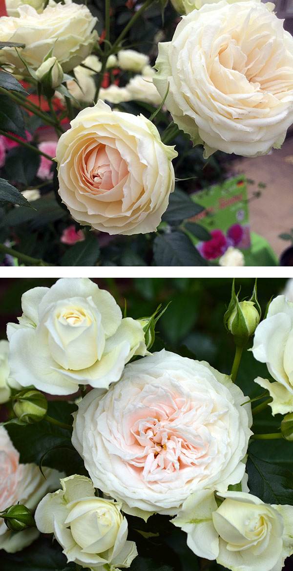 バラの苗/シュラブローズ：ホワイト〜ピンク系（大苗）3品種セット 