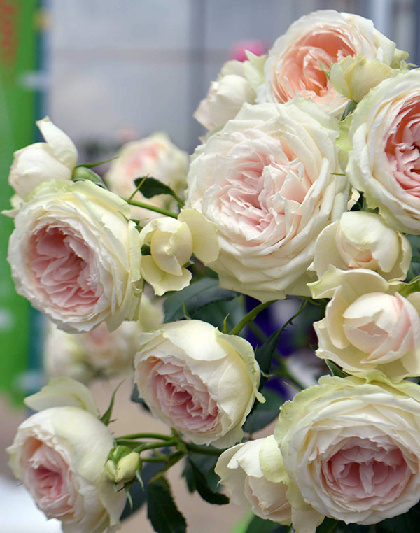 バラの苗/シュラブローズ：ホワイト〜ピンク系（大苗）3品種セット 