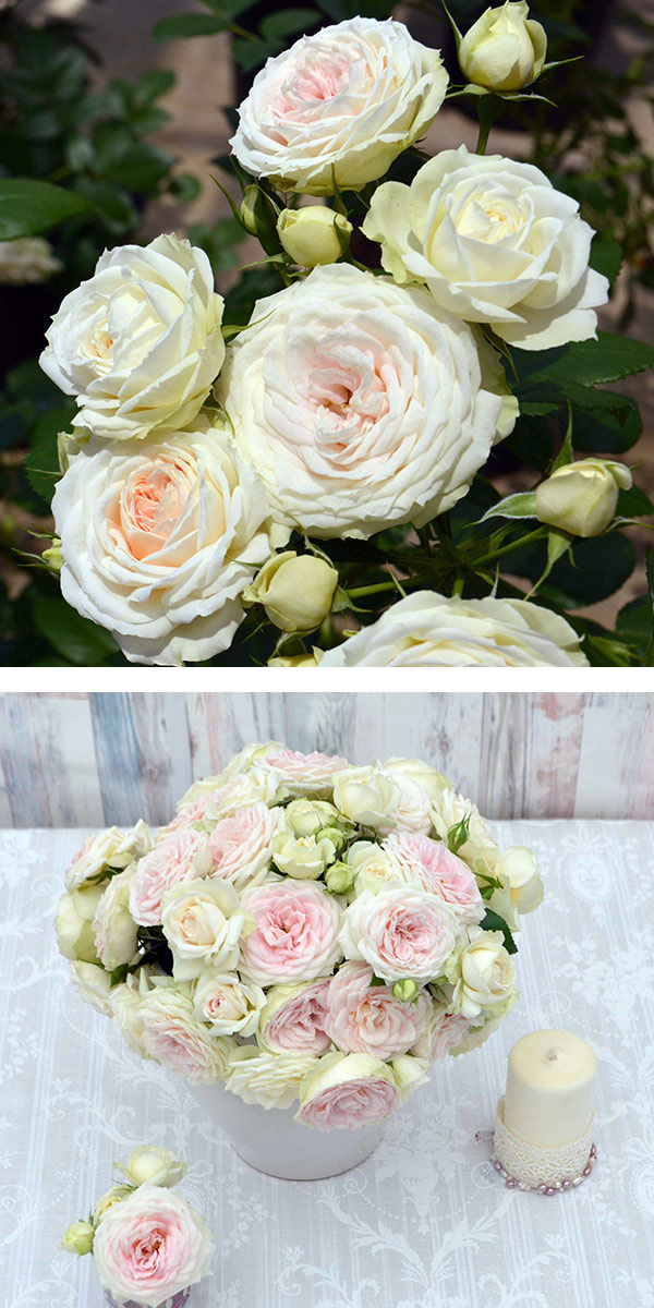 バラの苗/シュラブローズ：ホワイト〜ピンク系（大苗）3品種セット 