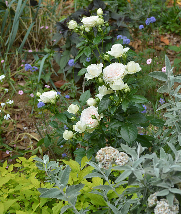 バラの苗/シュラブローズ：ホワイト〜ピンク系（大苗）3品種セット 