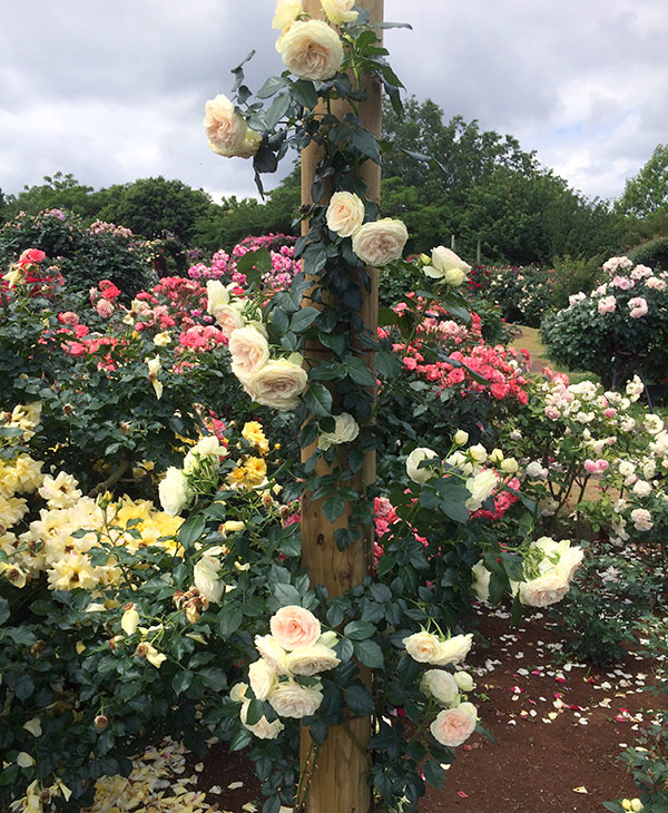 バラの苗/シュラブローズ：ホワイト〜ピンク系（大苗）3品種セット 