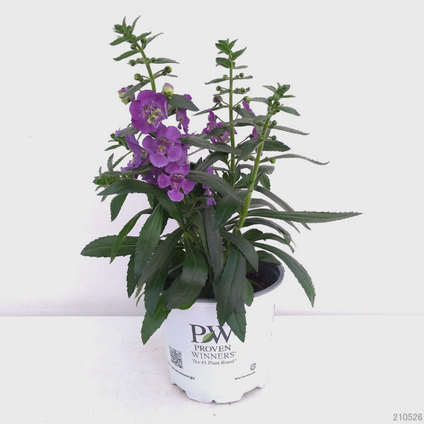 再再販 草花の苗 アンゲロニア エンジェルフェイス ブルー4号ポット 12株セット 送料無料 海外輸入 Aconteceunabahia Com Br