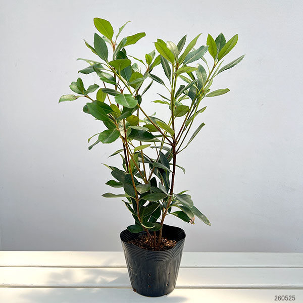 シャリンバイ　車輪梅　苗☆苗木　植木　常緑樹　庭木　白　花 花木 庭木の苗 シャリンバイ（車輪梅） 白花5号ポット : 園芸ネット