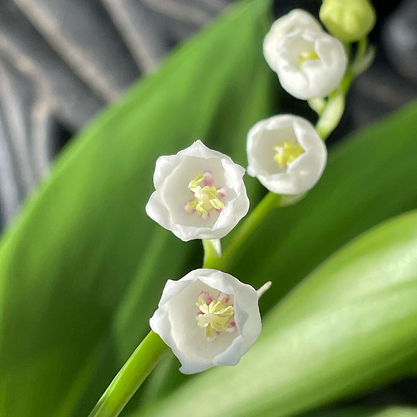 キンリョウヘン 花芽の商品一覧 通販 - Yahoo!ショッピング