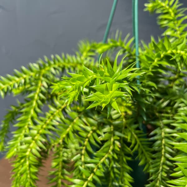 フペルジア（花、ガーデニング）のおすすめ人気商品一覧 通販 - Yahoo
