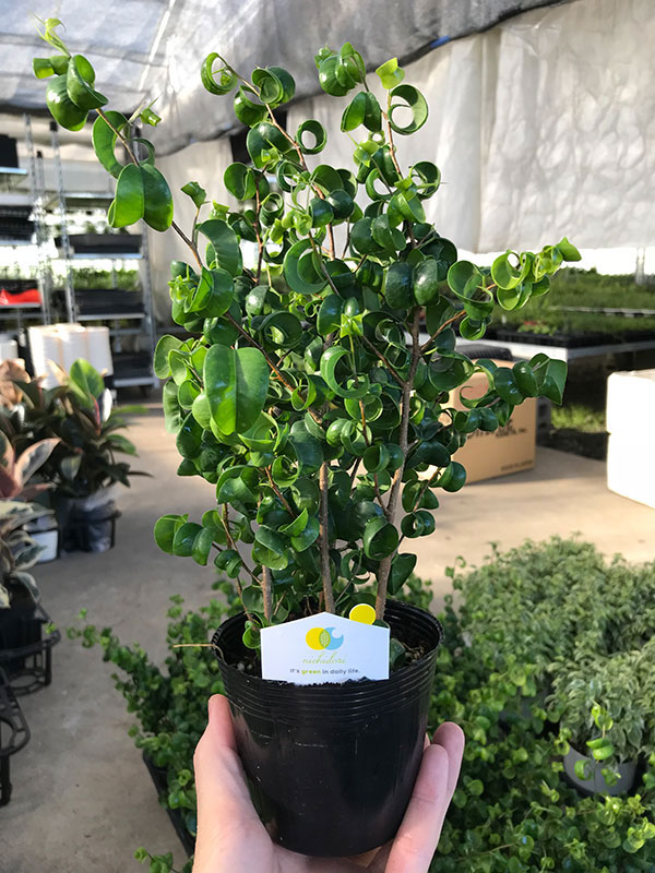 ベンジャミンバロックの商品一覧 通販 - Yahoo!ショッピング 