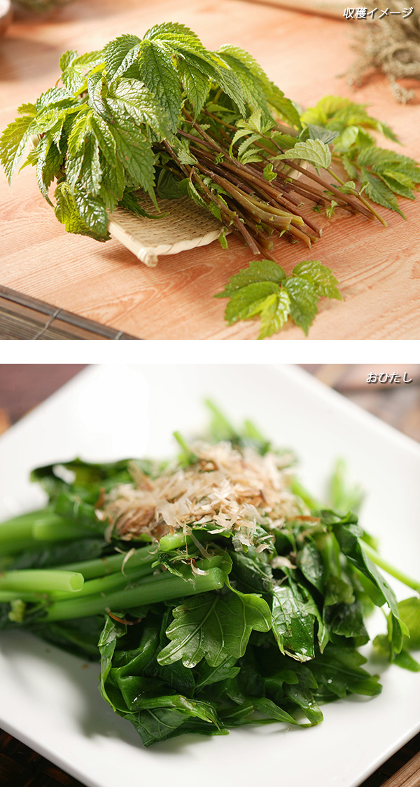 ムカゴ（苗） | 花、ガーデニング のおすすめ人気商品一覧 通販