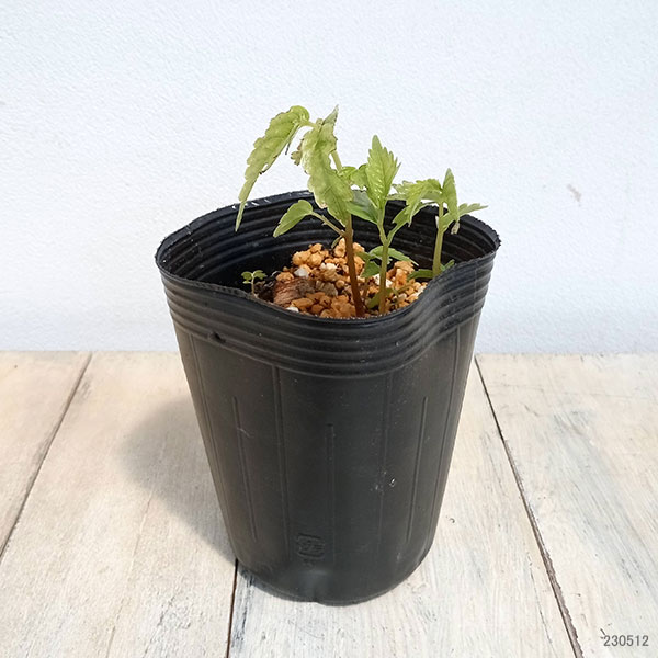 ムカゴ（苗） | 花、ガーデニング のおすすめ人気商品一覧 通販