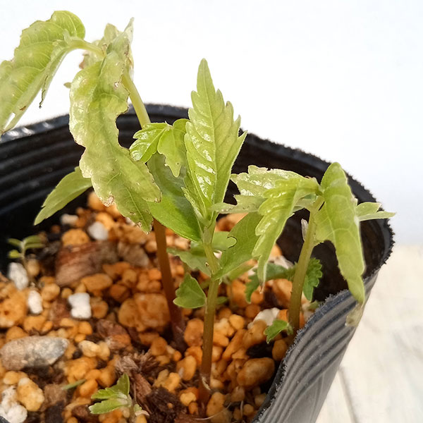 ムカゴ（苗） | 花、ガーデニング のおすすめ人気商品一覧 通販