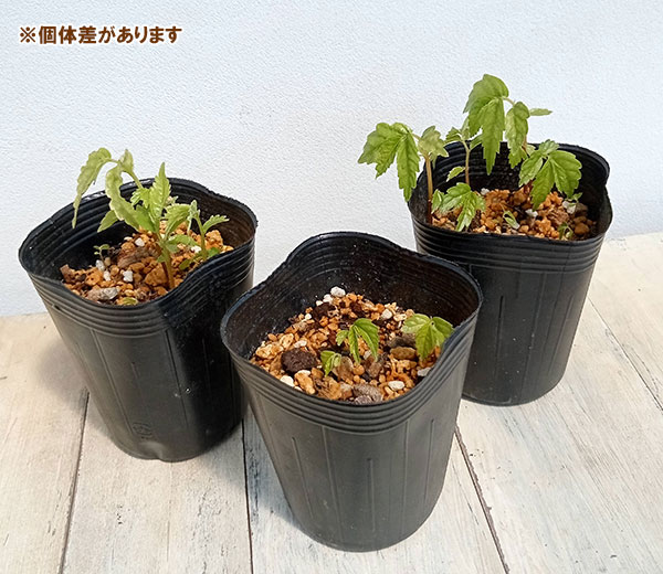 ムカゴ（苗） | 花、ガーデニング のおすすめ人気商品一覧 通販