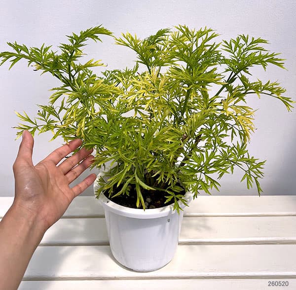 西洋ニワトコ（落葉樹の植木、庭木）｜苗木、植木 | 花、ガーデニング
