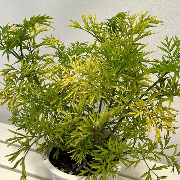 西洋ニワトコ（苗木、植木） | 花、ガーデニング のおすすめ人気商品