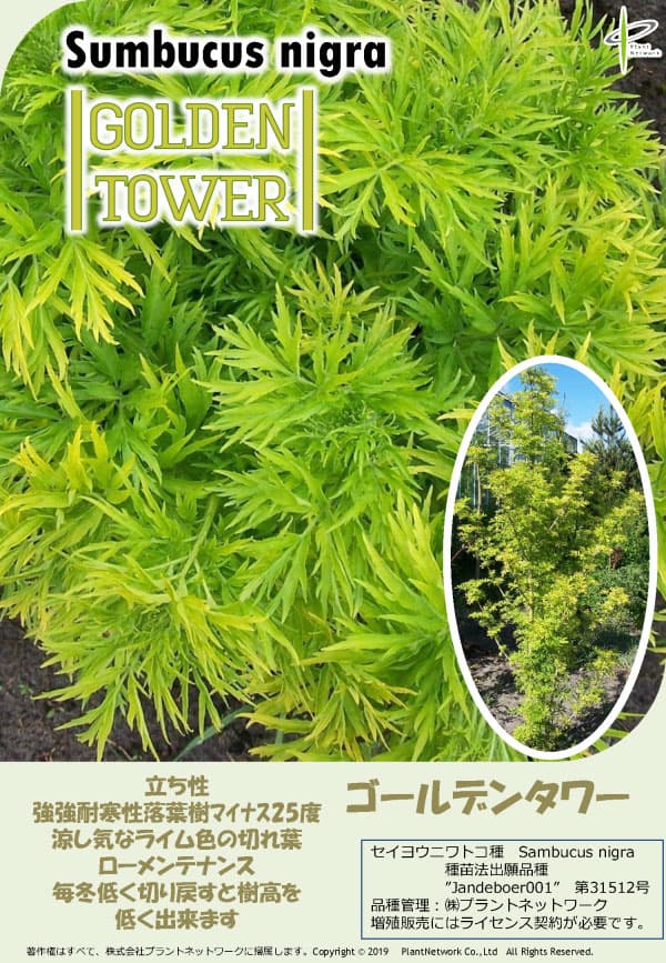 西洋ニワトコ（苗木、植木） | 花、ガーデニング のおすすめ人気商品