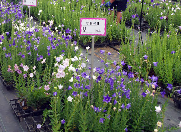 草花の苗/おもてなしキキョウ(桔梗）：一重系ホワイト4号ポット（高性）｜engei｜02