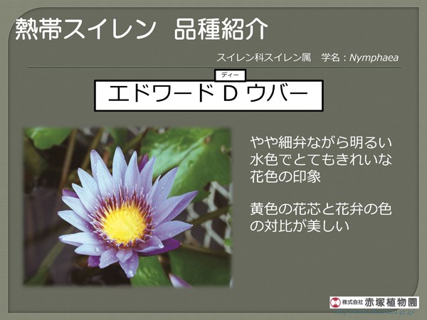 ムカゴ（苗） | 花、ガーデニング の商品一覧 通販 - Yahoo!ショッピング