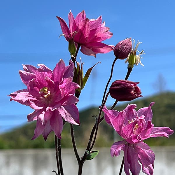 オダマキのおすすめ人気商品一覧 通販 - Yahoo!ショッピング