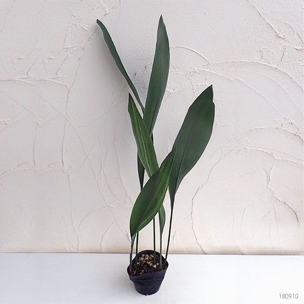 草花の苗 ハラン(葉蘭)青葉3.5-4号ポットの詳細画像4