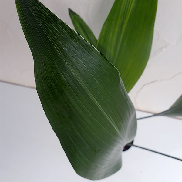 草花の苗 ハラン(葉蘭)青葉3.5-4号ポットの詳細画像5