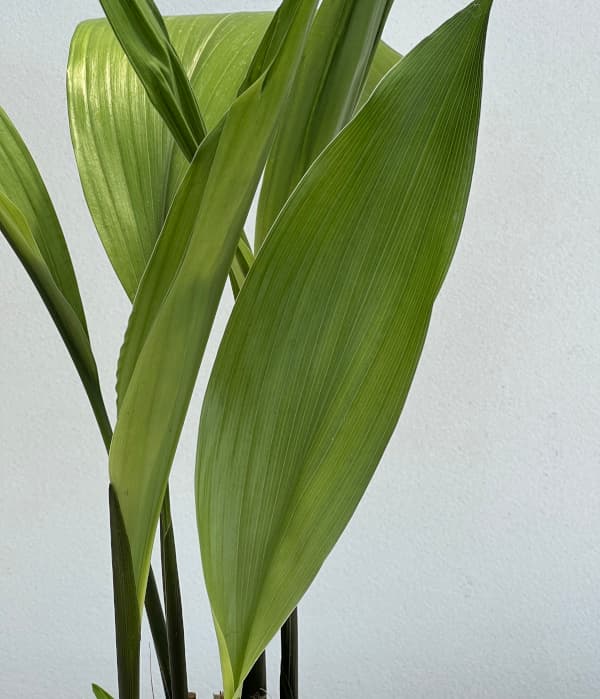 草花の苗 ハラン(葉蘭)青葉3.5-4号ポットの詳細画像2