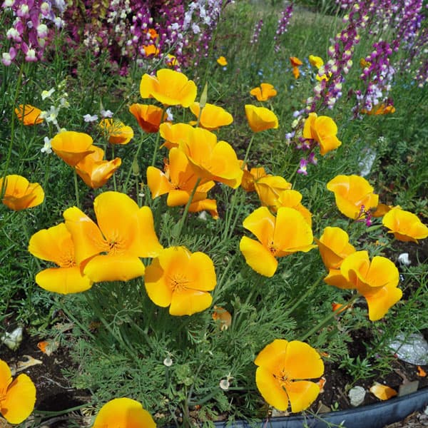 ハナビシソウの種 花タネの詳細画像2