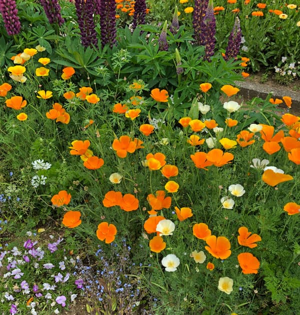 ハナビシソウの種 花タネの詳細画像3