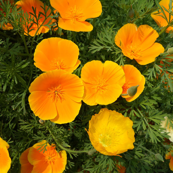 ハナビシソウの種 花タネの詳細画像4