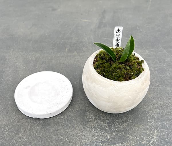 観葉植物 ギフトに オモト（万年青） 出世実生・鉢植え マルモボウル白