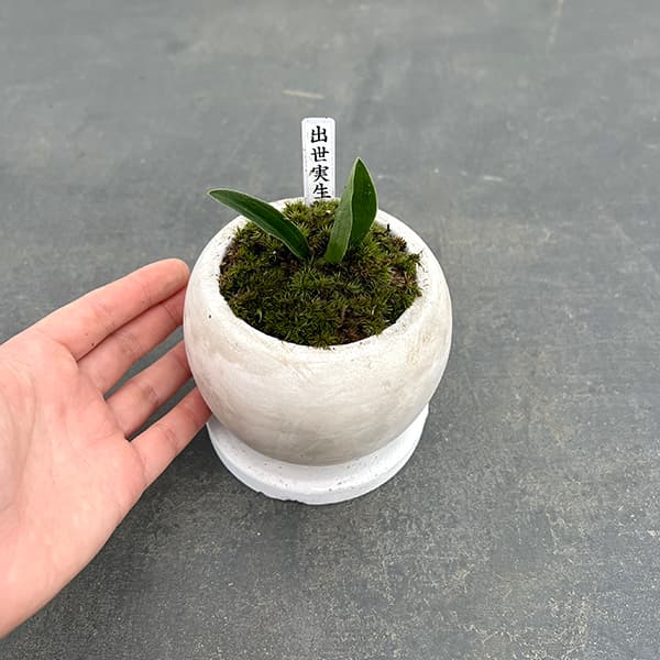 観葉植物 ギフトに オモト（万年青） 出世実生・鉢植え マルモボウル白