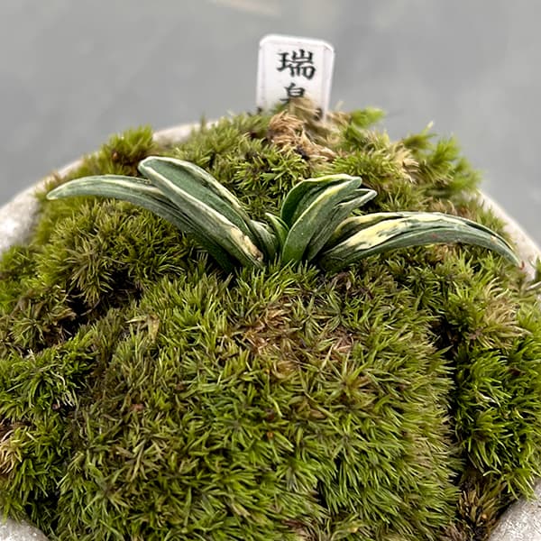 観葉植物 ギフトに オモト（万年青） 瑞泉・鉢植え ロゼッタボウル白SS