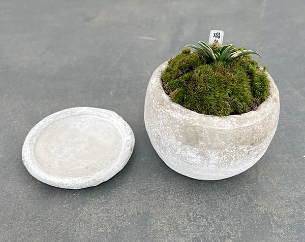観葉植物 ギフトに オモト（万年青） 瑞泉・鉢植え ロゼッタボウル白SS
