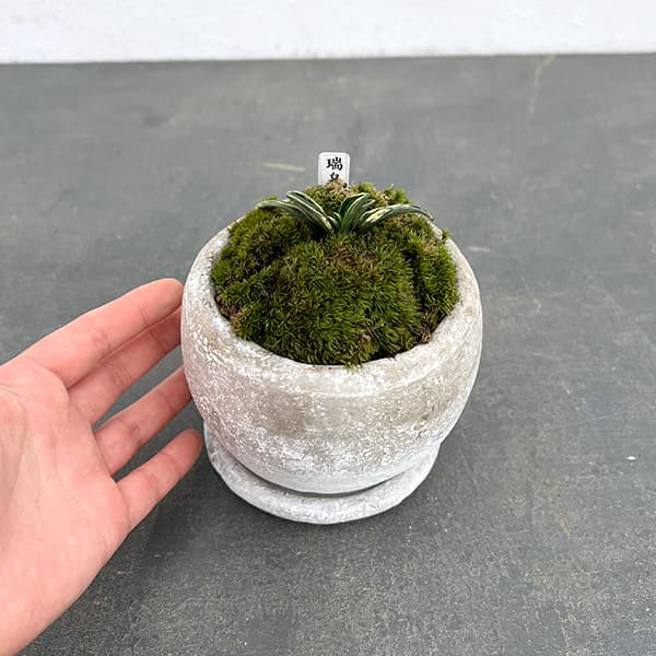 観葉植物 ギフトに オモト（万年青） 瑞泉・鉢植え ロゼッタボウル白SS