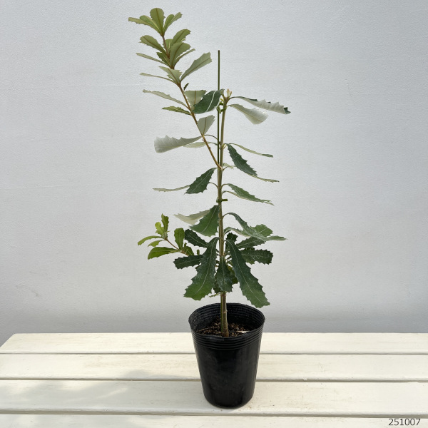 コーストバンクシアのおすすめ人気商品一覧 通販 - Yahoo!ショッピング