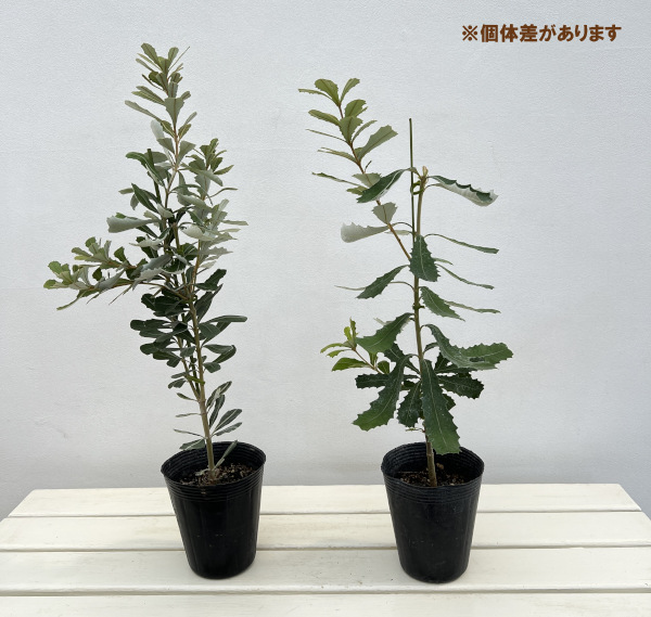 バンクシアコースト　/175 コーストバンクシアのおすすめ人気商品一覧 通販 - Yahoo!ショッピング