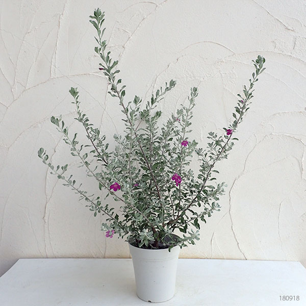 レウコフィルム（苗木、植木） | 花、ガーデニング のおすすめ人気商品