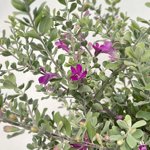レウコフィルム（苗木、植木） | 花、ガーデニング のおすすめ人気商品