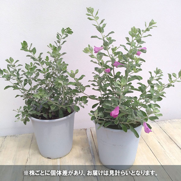 レウコフィルム（苗木、植木） | 花、ガーデニング の商品一覧 通販