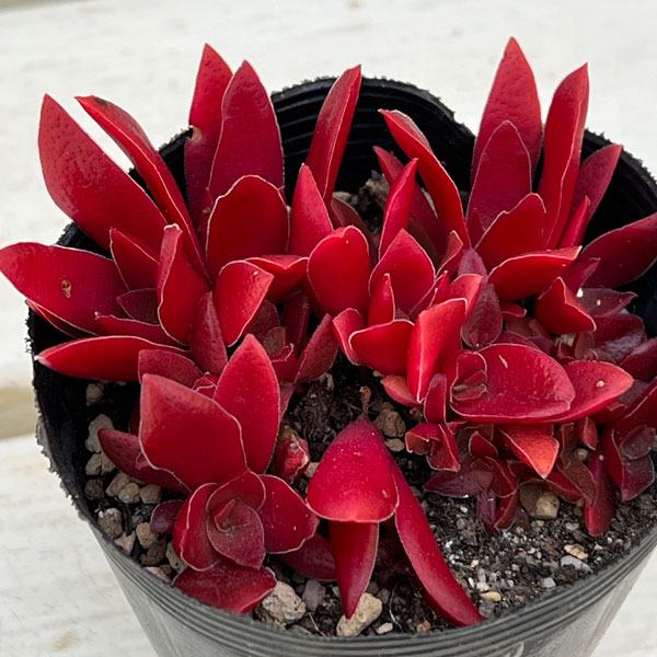 観葉植物 クラッスラ 紅葉祭り(もみじまつり)...の詳細画像5
