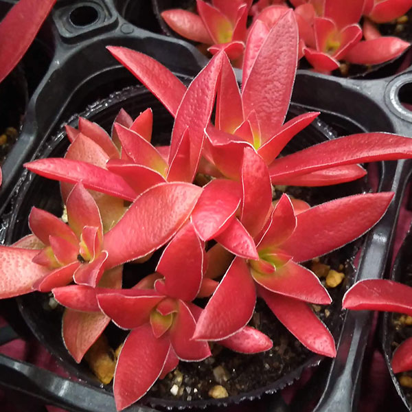 観葉植物 クラッスラ 紅葉祭り(もみじまつり)...の詳細画像3