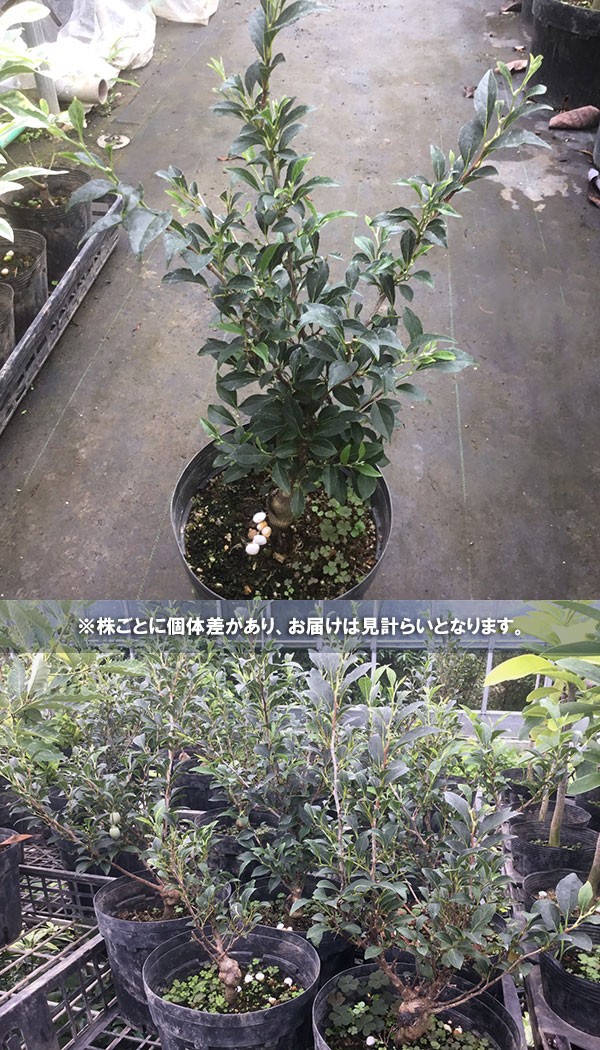 花木 庭木の苗/エゴノキ：一才エゴノキ6号ポット 送料無料｜engei｜02
