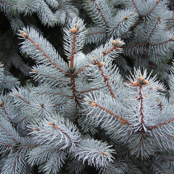 プンゲンストウヒ ホプシー（苗木、植木） | 花、ガーデニング の