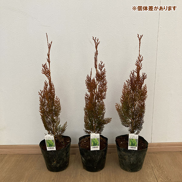 コノテガシワ（コニファー、針葉樹）｜苗木、植木 | 花、ガーデニング
