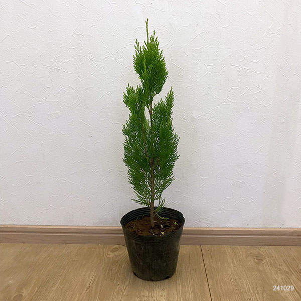 コノテガシワ（コニファー、針葉樹）｜苗木、植木 | 花、ガーデニング