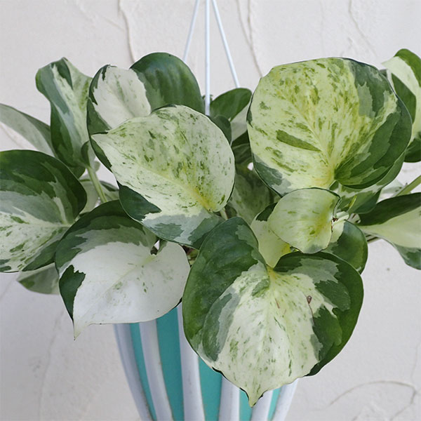 観葉植物 ポトス ステータス 5号吊り鉢 : 園芸ネット - 通販 - Yahoo