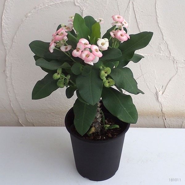 ハナキリンのおすすめ人気商品一覧 通販 - Yahoo!ショッピング